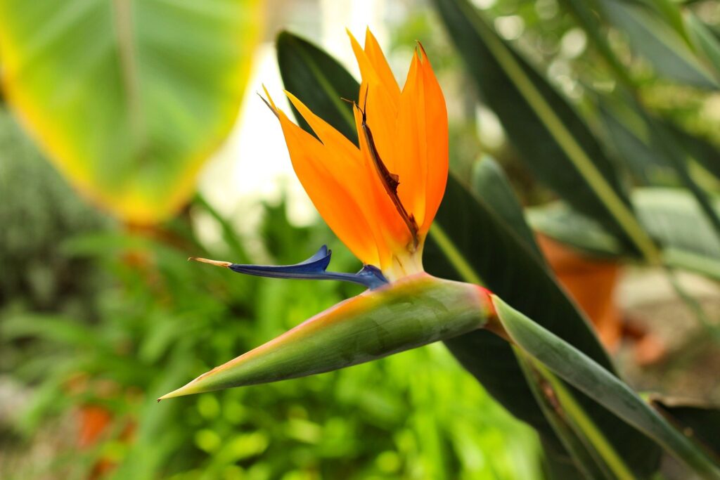 things to plant this spring - bird of paradise
