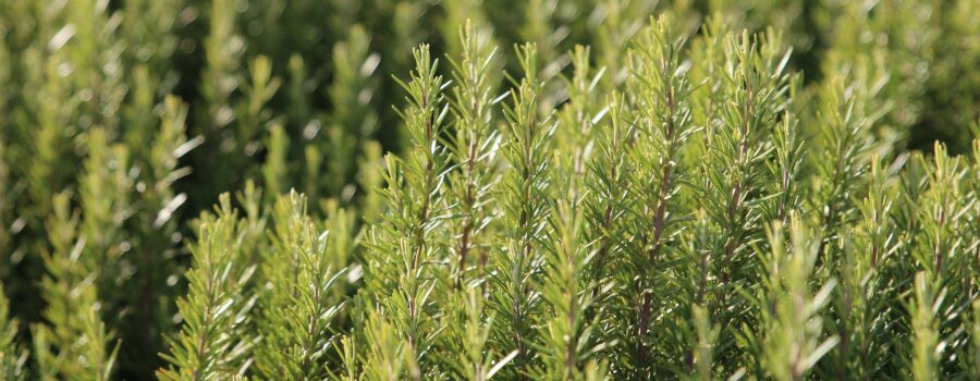 things to plant this spring - rosemary