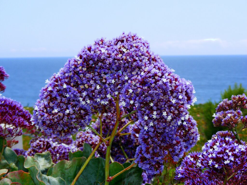 things to plant this spring - sea lavender