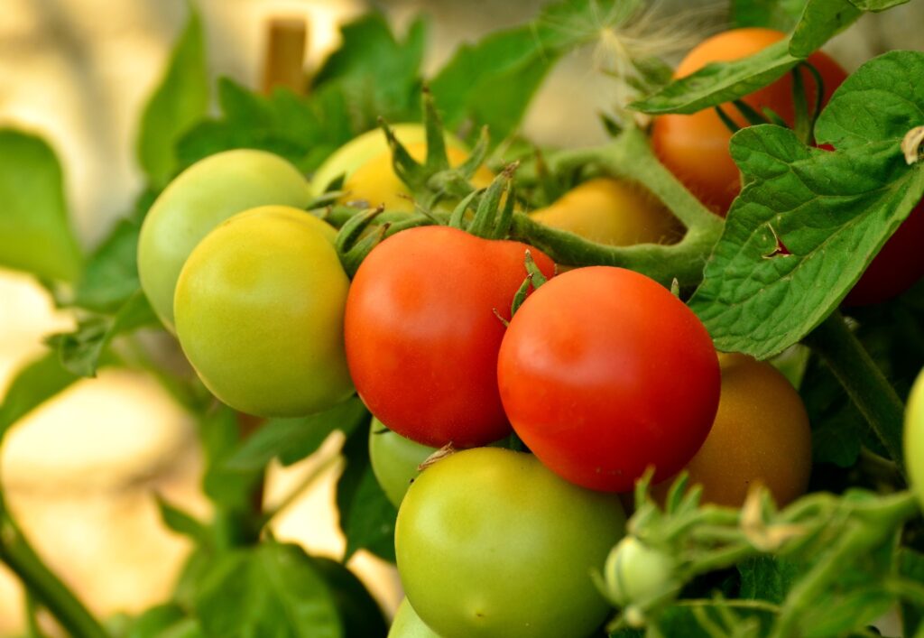 things to plant this spring - tomatoes