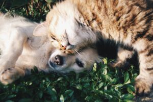 mental health benefits of pets